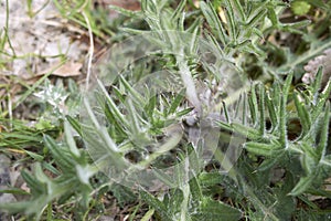 Cirsium vulgare spiny leaves close up
