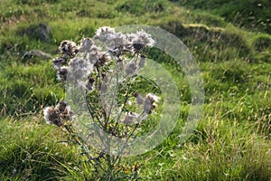 Cirsium vulgare with Thistledown