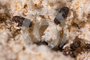 Cis boleti beetles within bracket fungus photo