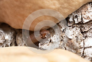 Cis, tree-fungus beetle on mushroom growing on deciduous wood