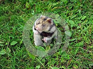 Ciscaucasian hamster