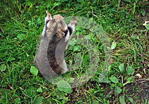 Ciscaucasian hamster