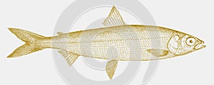 Cisco coregonus artedi, freshwater fish from north america