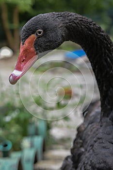 Cismigiu goose