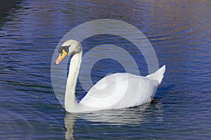 Cisne paseando por el estanque. Swan waiting for his date at the lake photo