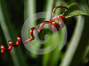 Cissus elongata vine on a pineapple leaf