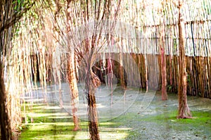 Cissus nodosa blume plants with sunlight