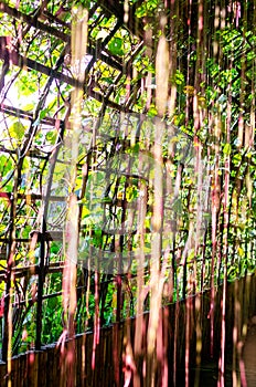 Cissus nodosa blume plants with sunlight