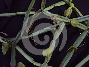 Cissus quadrangularis adamant creeper fruiting vine