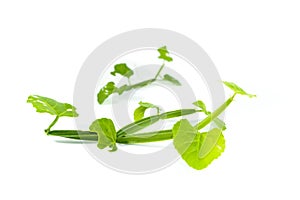 Cissus quadrangularis L. white background in studio