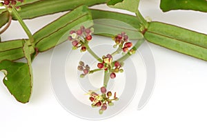 Cissus Quadrangularis Linn.,tree.