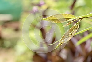 Perennial plant in a botanical garden photo