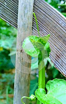 Cissus quadrangularis plant photo