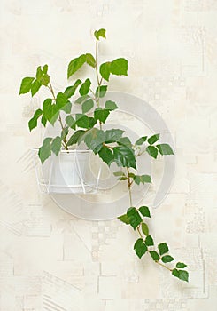 Cissus rhombifolia in pot on wall