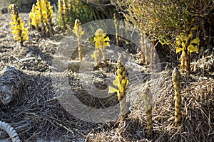 Cistanche phelypaea autoctone plant species in Algarve Ria Formosa Park, Natural habitat. It is a worldwide genus of