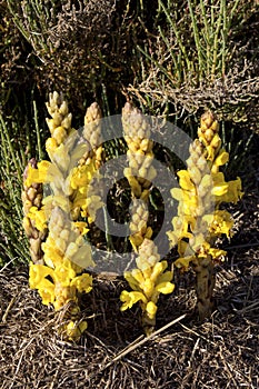 Cistanche phelypaea autoctone plant species in Algarve Ria Formosa Park, Natural habitat. It is a worldwide genus of