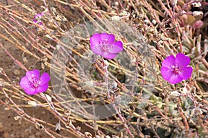 Cistanthe grandiflora