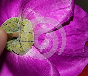 Pure conosciuto come la roccia portulaca 