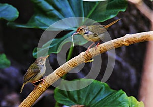 Cisticola