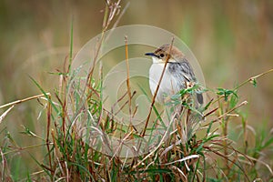 Cisticola robustus - Stout Cisticola bird in the family Cisticolidae, found in Africa, its natural habitats are boreal forest,