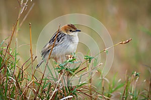 Cisticola robustus - Stout Cisticola bird in the family Cisticolidae, found in Africa, its natural habitats are boreal forest,
