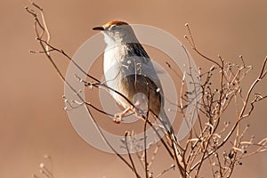 Cisticola sitting on dry twigs