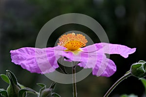 Cistus photo