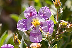 Cistus albidus, the grey-leaved cistus, is a shrubby species of flowering plant in the family Cistaceae, with pink to purple