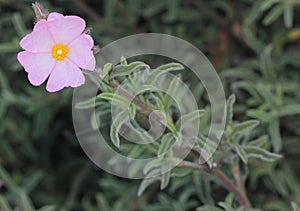 Cistus argenteus 'Silver Pink', Rock rose