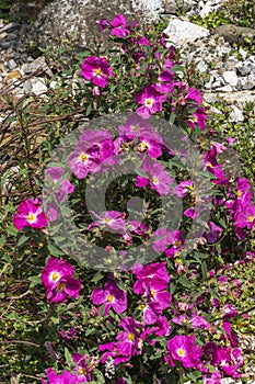 Cistus `Blushing Peggy Sammons