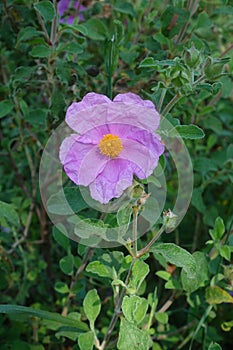 Labdanum pink rockrose flower photo