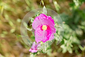 Cistus crispus Commonly know as curled-leaved rock rose, is a shrubby species of flowering plant in the family Cistaceae , with