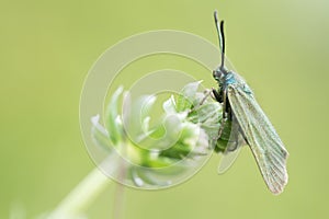 Cistus forester moth (Adscita geryon)