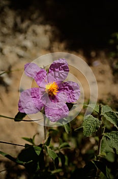 Cistus incanus (Cistaceae) photo