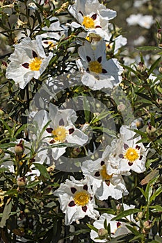 Cistus ladanifer flowers photo