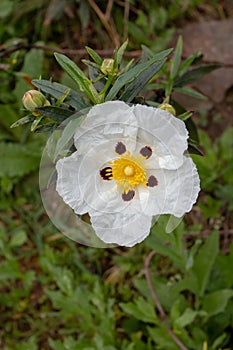 Cistus ladanifer or labdanum white spotted flower photo