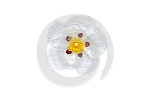 Cistus ladanifer or labdanum flower isolated on white. Transparent png additional format photo