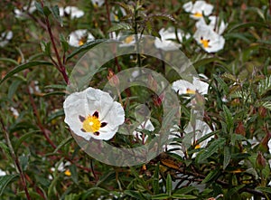 Cistus ladanifer white spotted flower, buds and leaves photo