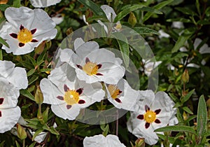 Cistus ladanifer white spotted flowers closeup photo