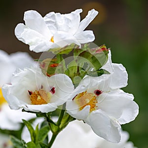 Cistus Lucitanica Decumbens