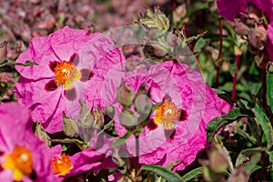 Cistus purpureus, commonly known as orchid rockrose