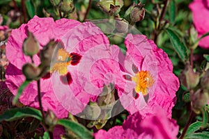 Cistus purpureus, commonly known as orchid rockrose