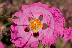 Cistus purpureus, commonly known as orchid rockrose