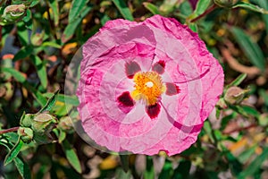 Cistus purpureus, commonly known as orchid rockrose