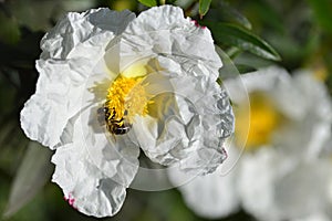 Cistus or rockrose flower known as rockrose, steppe or jaguarzo