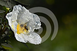 Cistus or rockrose flower known as rockrose, steppe or jaguarzo