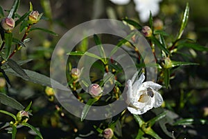 Cistus or rockrose flower known as rockrose, steppe or jaguarzo