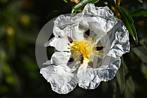 Cistus or rockrose flower known as rockrose, steppe or jaguarzo
