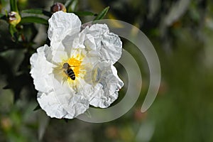 Cistus or rockrose flower known as rockrose, steppe or jaguarzo photo