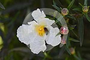 Cistus or rockrose flower known as rockrose, steppe or jaguarzo photo